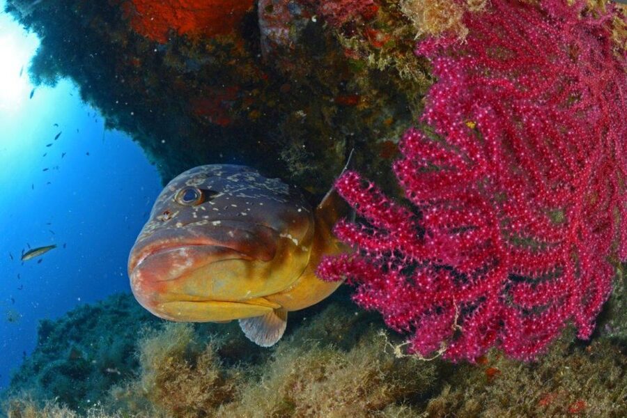 Calvi: Introduction to Diving Dive with an Instructor - Practical details that can make the day easier