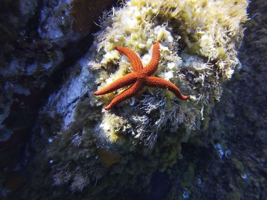 Calvi: Introduction to Diving Dive with an Instructor - Meeting the boat at Port de Plaisance