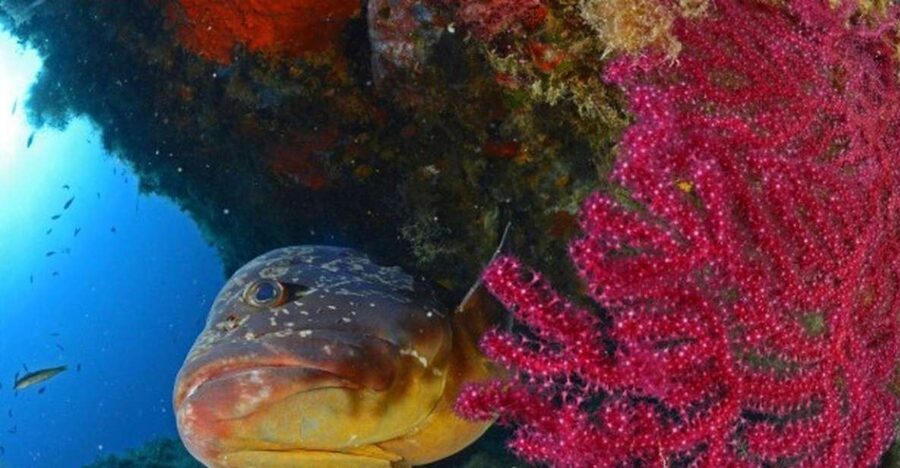 Calvi: PE12 Certificate Diving Lessons with Instructor - Is $342 a fair price?