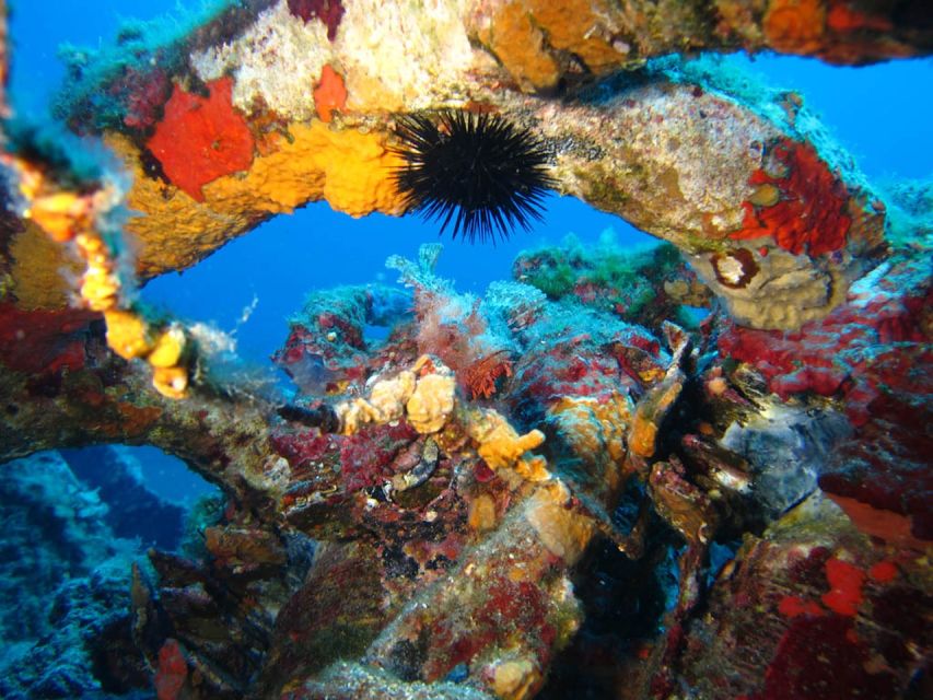 Calvi: PE12 Certificate Diving Lessons with Instructor - The first 30 minutes: equipment and orientation