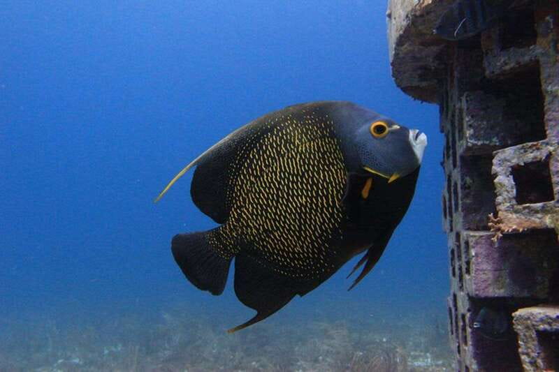 Cancun: Dive Underwater Museum & Manchones Reef - Who should book this outing