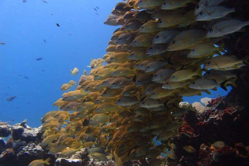 Cancun: Dive Underwater Museum & Manchones Reef - The 9:00 AM boat ride toward Isla Mujeres