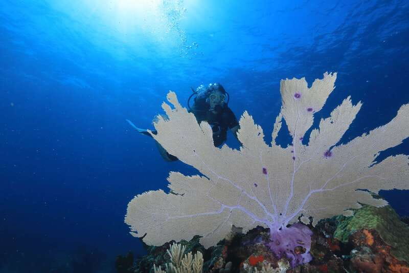 Cancun: Scuba Diving for Beginners, 2 Dives - Meeting point, group size, and cancellation