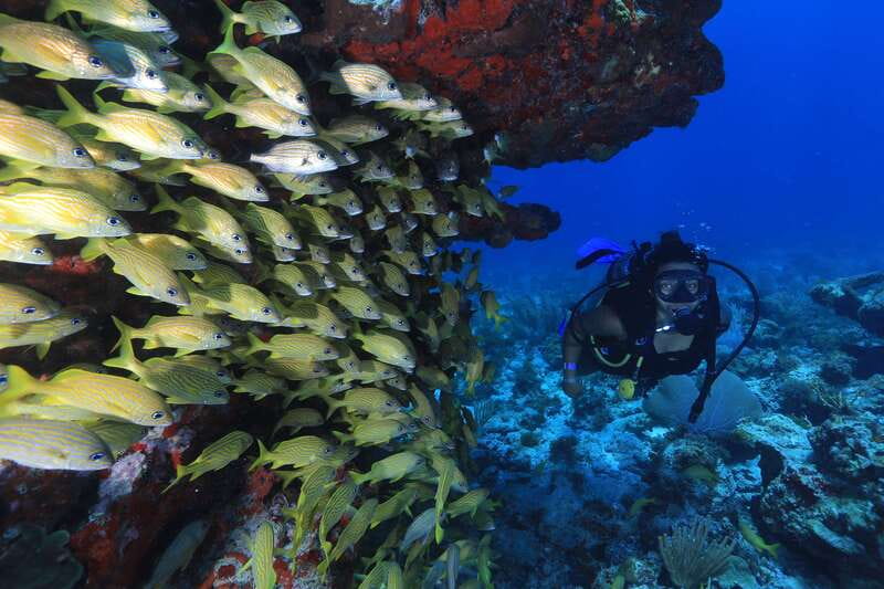 Cancun: Scuba Diving for Beginners, 2 Dives - Health rules and who should skip it