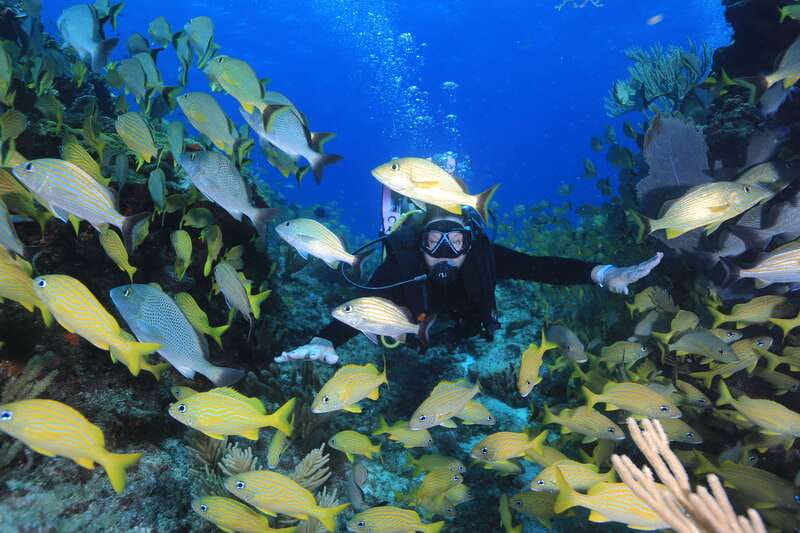 Cancun: Scuba Diving for Certified Divers, 3 options to dive - MUSA and Manchones: the gentlest morning plan