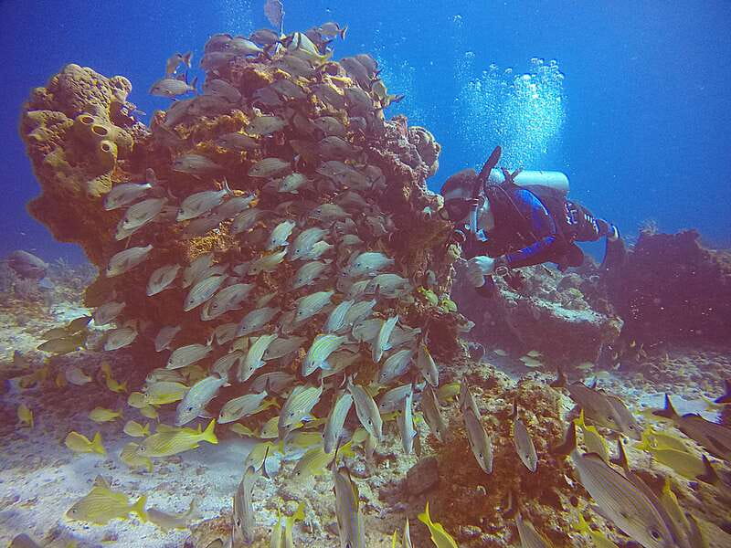 Cancun: Scuba Diving for Certified Divers, 3 options to dive - Should you book it?