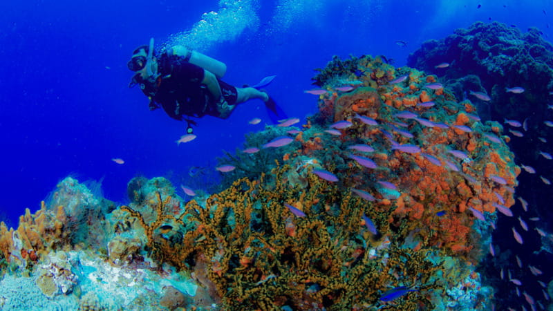 Cancún: Underwater Museum & Reef for Certified Scuba Divers - Should you book the MUSA and Manchones outing?