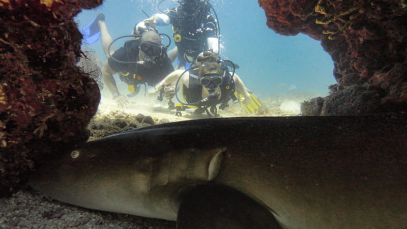 Cancún: Wreck and Reef for Certified Scuba Divers - Final call: book it for the wreck, stay for the reef