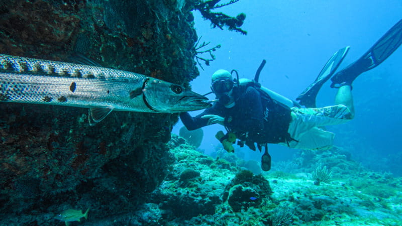 Cancún: Wreck and Reef for Certified Scuba Divers - Winter brings a chance to see eagle rays