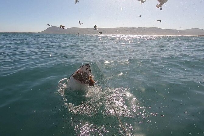 Cape Shark Diving Adventures - Key points to know before you book