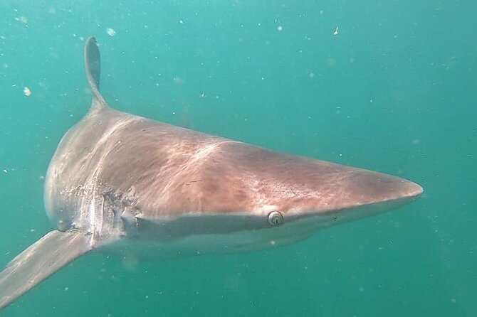 Cape Shark Diving Adventures - Reaching Gansbaai for the morning departure