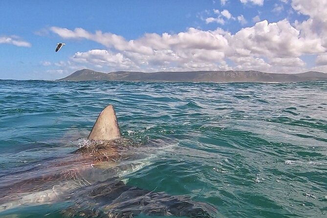 Cape Shark Diving Adventures - Entering the six-person cage