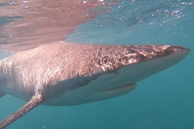 Cape Shark Diving Adventures - What you may see beyond the sharks