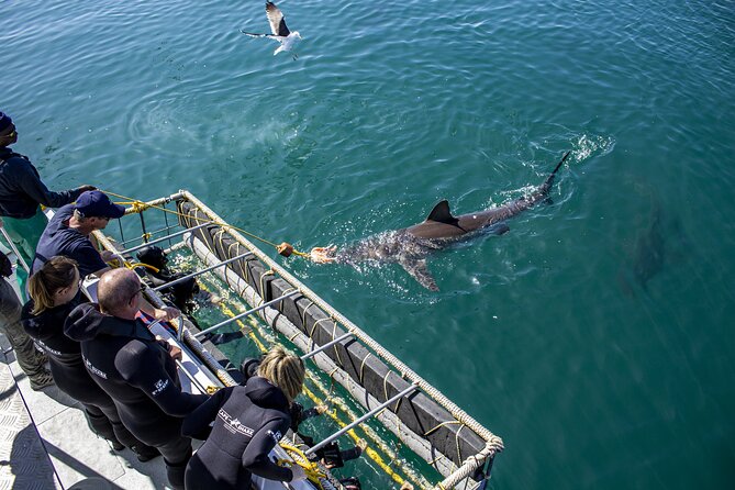 Cape Shark Diving Adventures - The boat ride and the first look at the ocean