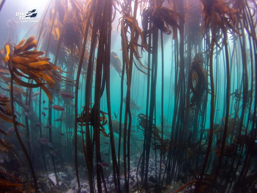 Cape Town: Discover Scuba Diving - 1 day experience - Should you book it?