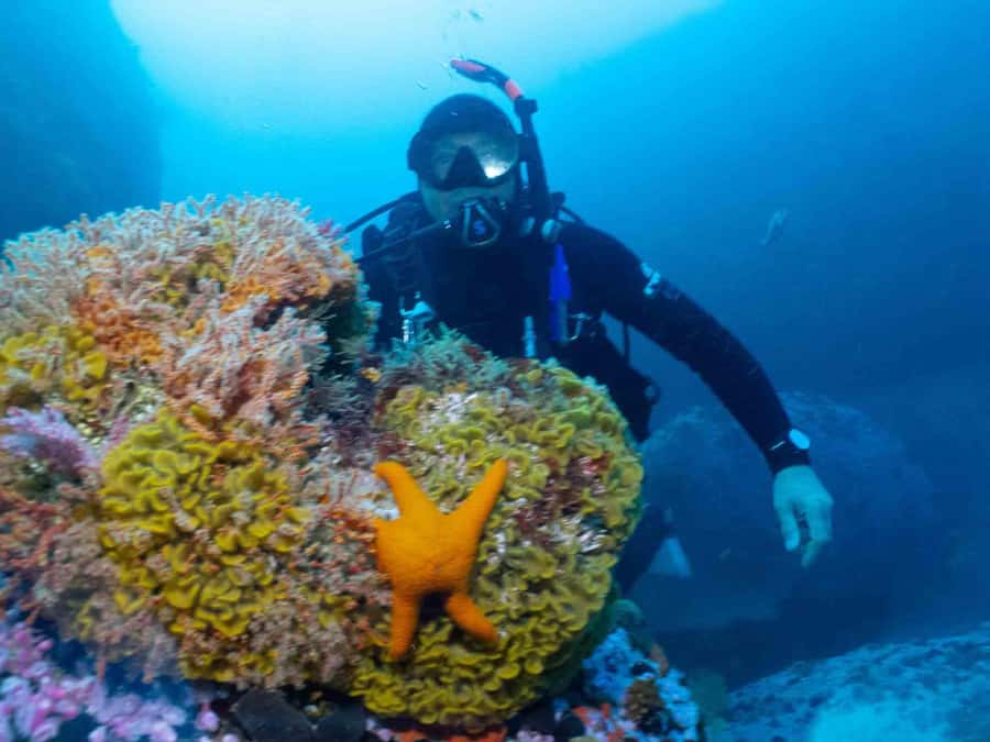 Cape Town: Discover Scuba Diving - 1 day experience - What the $155 price gets you