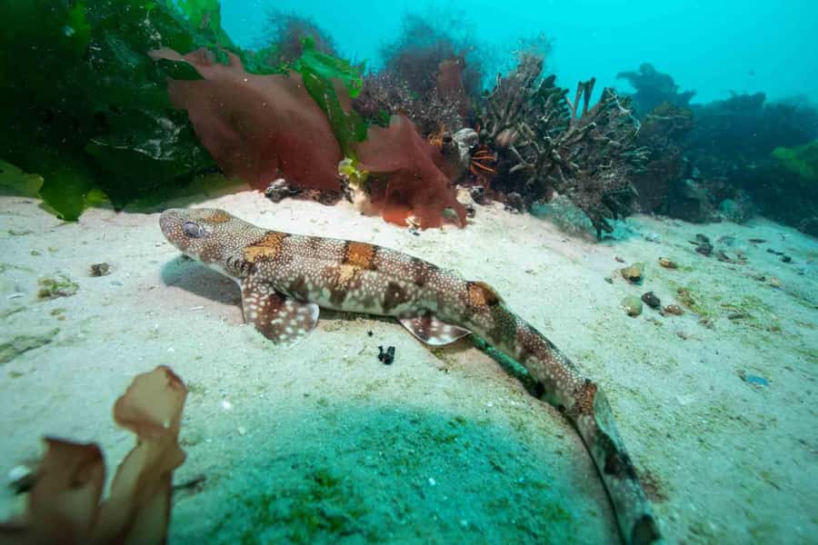 Cape Town: Discover Scuba Diving - 1 day experience - Who should book this experience