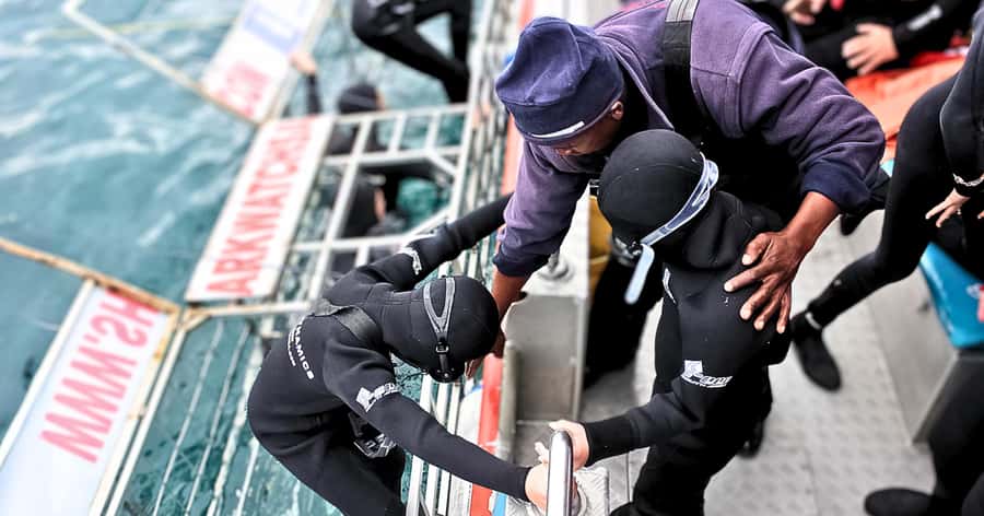 Cape Town: Gansbaai Eco-Friendly Shark Cage Diving Cruise - Key points to know before you book