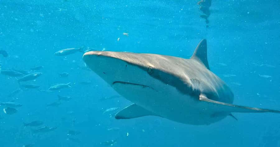 Cape Town: Gansbaai Eco-Friendly Shark Cage Diving Cruise - Why Gansbaai is worth the long trip from Cape Town