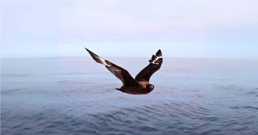 Cape Town: Gansbaai Eco-Friendly Shark Cage Diving Cruise - Is $237 a fair price?