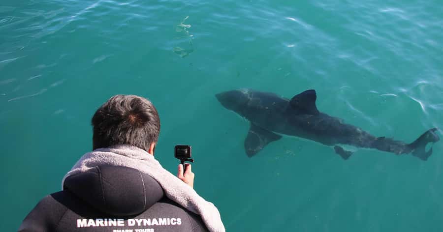 Cape Town: Gansbaai Eco-Friendly Shark Cage Diving Cruise - Who should book this Cape Town shark trip?
