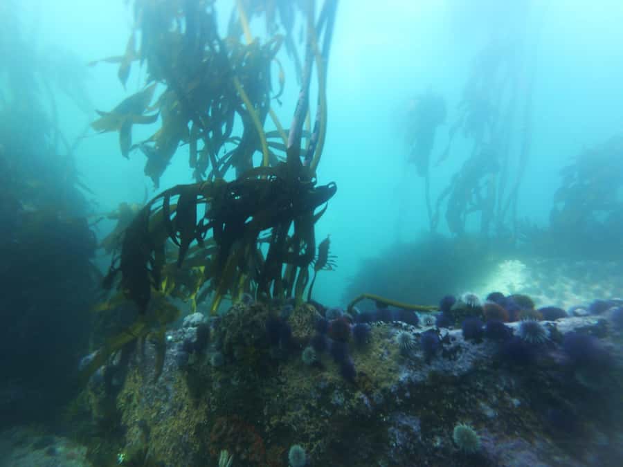 Cape Town: Scuba Diving Experience for Beginners - What the $112 price includes
