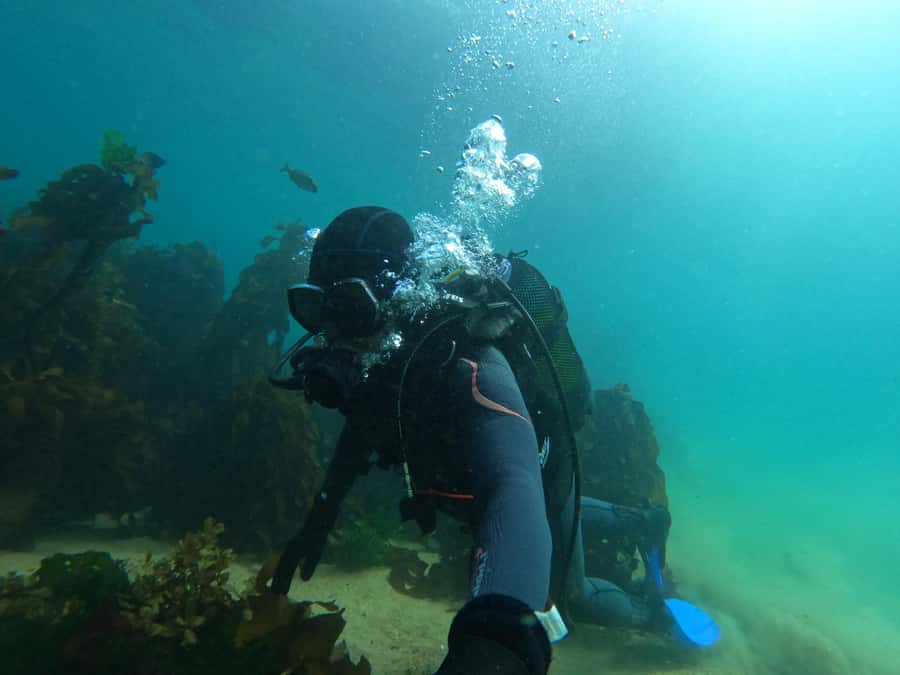Cape Town: Scuba Diving Experience for Beginners - Who will enjoy this Cape Town experience