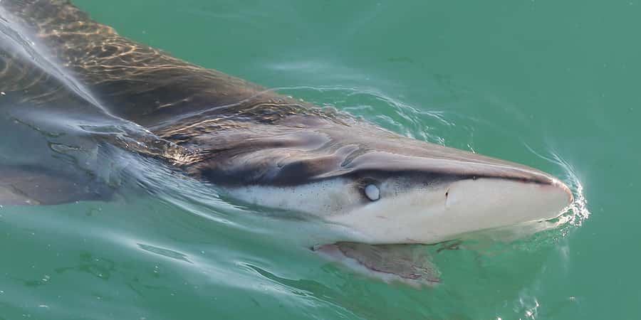 Cape Town: Shark Cage Dive - What this False Bay experience is really like