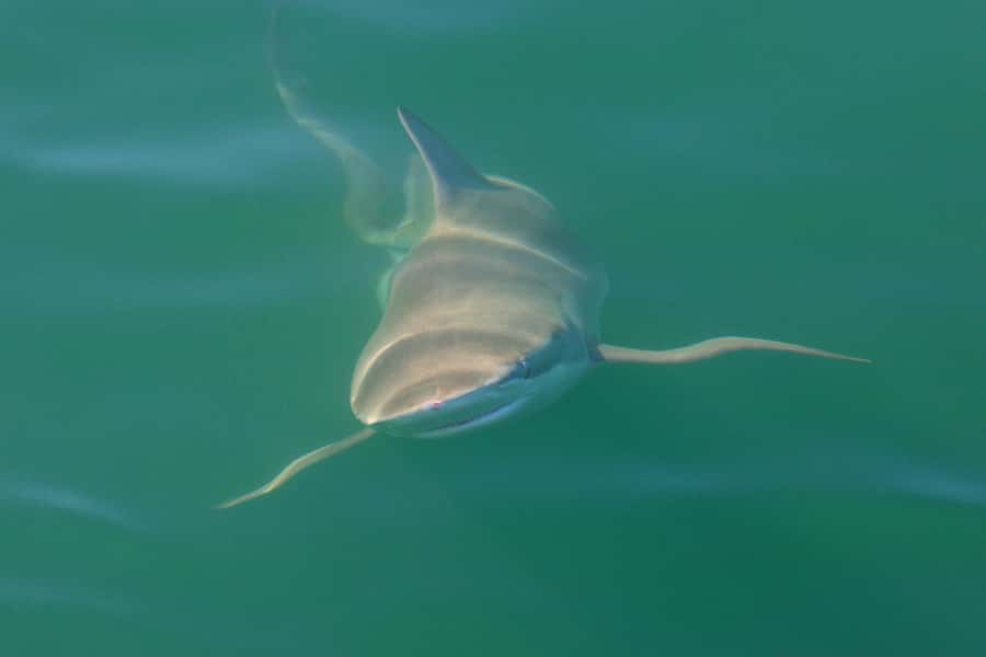 Cape Town: Shark Cage Dive - Meeting the bronze whaler sharks