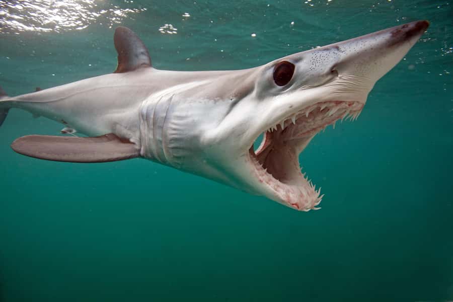 Cape Town: Shark Cage Dive - The timing can shape your whole day