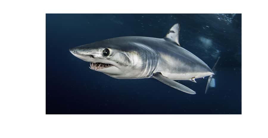 Cape Town: Shark Cage Dive - Who should book this activity?