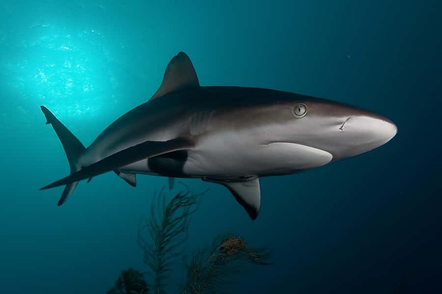 Cape Town: Shark Cage Dive - The safety briefing and boat ride