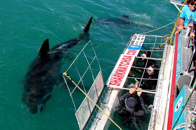 Cape Town: Shark Cage Diving & Penguins Tour to Gansbaai with private transfers - A 6 a.m. start from Cape Town