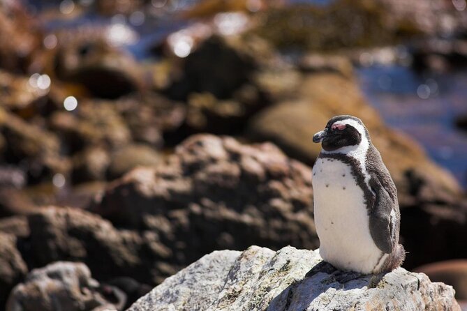 Cape Town: Shark Cage Diving & Penguins Tour to Gansbaai with private transfers - Gansbaai, Mossel Bay, and the value of flexibility