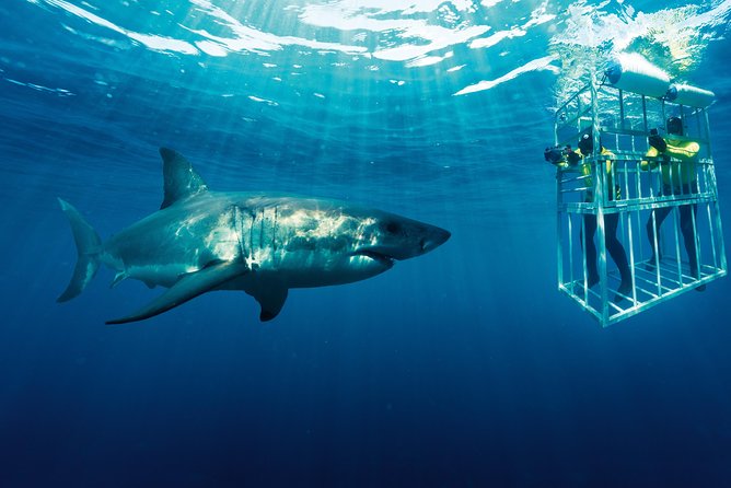Cape Town: Shark Cage Diving & Penguins Tour to Gansbaai with private transfers - Stony Point penguins add welcome variety