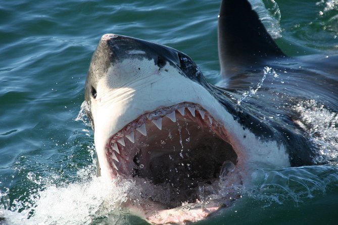 Cape Town: Shark Cage Diving & Penguins Tour to Gansbaai with private transfers - Meals and what the $282.22 price covers