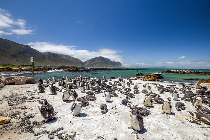 Cape Town: Shark Cage Diving & Penguins Tour to Gansbaai with private transfers - The footage costs extra