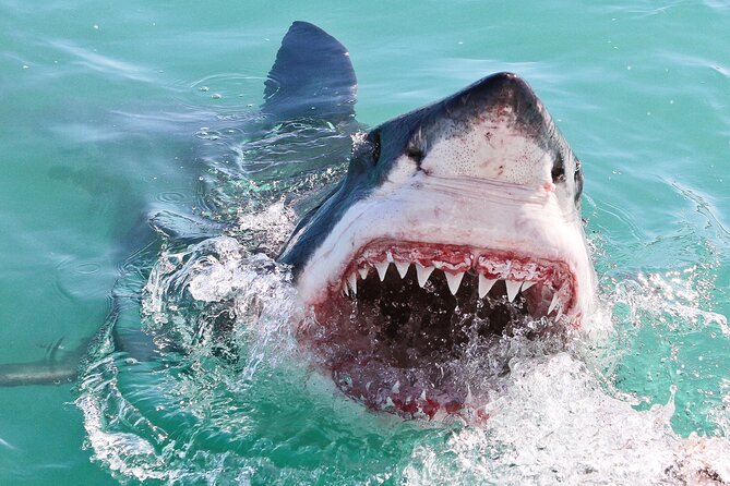 Cape Town: Shark Cage Diving & Penguins Tour to Gansbaai with private transfers - Who will enjoy this 12-hour outing