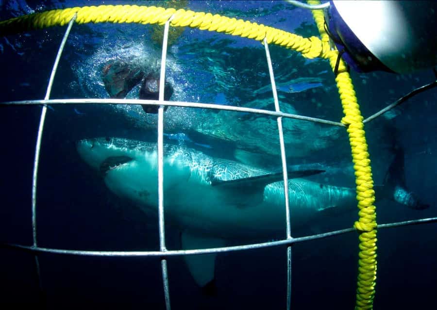 Cape Town: Shark Cage Diving Tour (with Breakfast & Lunch) - Leaving Cape Town before the day heats up