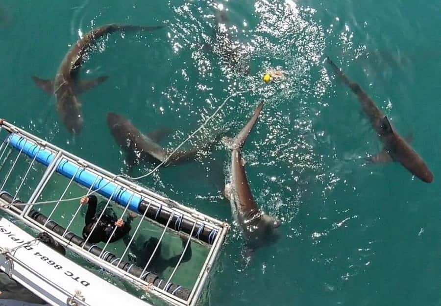 Cape Town: Shark Cage Diving Tour (with Breakfast & Lunch) - Breakfast gives you a proper start in Gansbaai