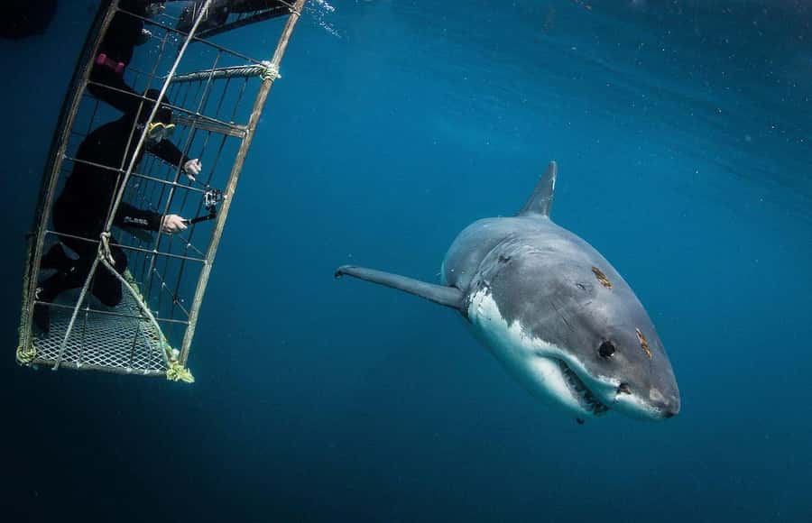 Cape Town: Shark Cage Diving Tour (with Breakfast & Lunch) - What the cage encounter is really like