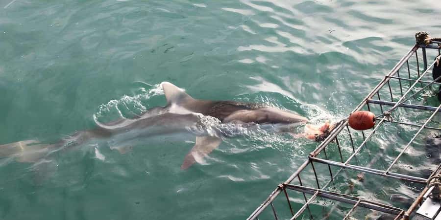 Cape Town: Shark Cage Diving Tour (with Breakfast & Lunch) - Warm food and a look back at the morning