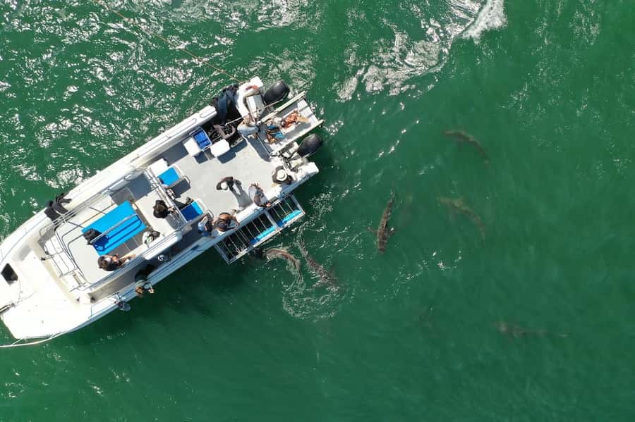 Cape Town: Shark Cage Diving Tour (with Breakfast & Lunch) - Who will enjoy this Cape Town shark tour