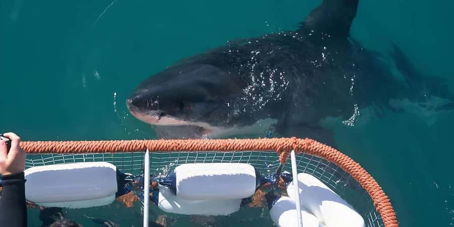 Cape Town: Shark Cage Diving Tour (with Breakfast & Lunch) - FAQ