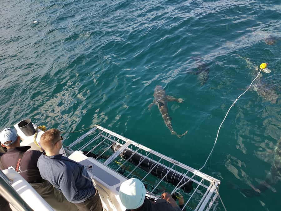 Cape Town: Shark Cage Diving with Snacks and Soft Drinks - Booking flexibility and timing