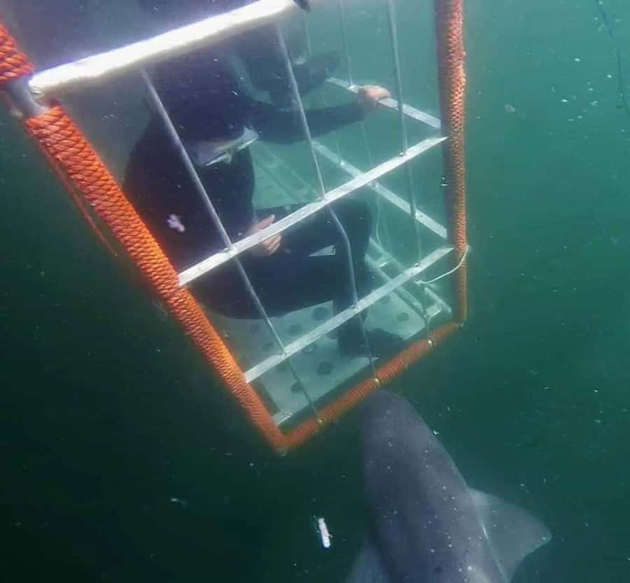 Cape Town: Shark Cage Diving with Snacks and Soft Drinks - Meeting the sharks in False Bay