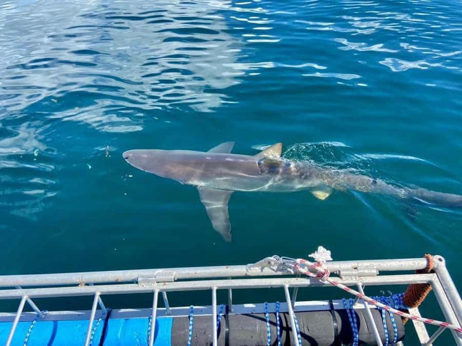 Cape Town: Shark Cage Diving with Snacks and Soft Drinks - What happens before you enter the cage