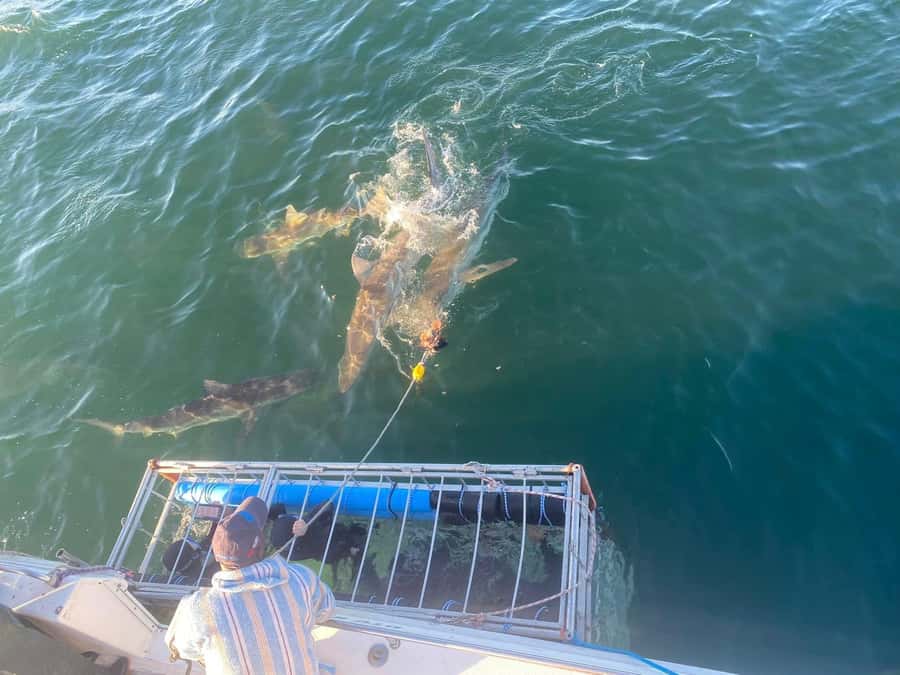 Cape Town: Shark Cage Diving with Snacks and Soft Drinks - Watching from the boat is a sound alternative