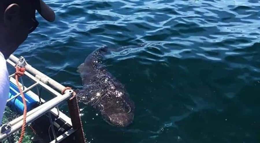 Cape Town: Shark Cage Diving with Snacks and Soft Drinks - Food, warm-up time, and useful packing advice