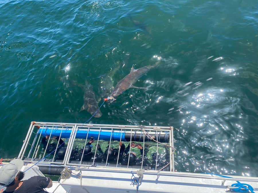 Cape Town: Shark Cage Diving with Snacks and Soft Drinks - Is the $233 price fair?